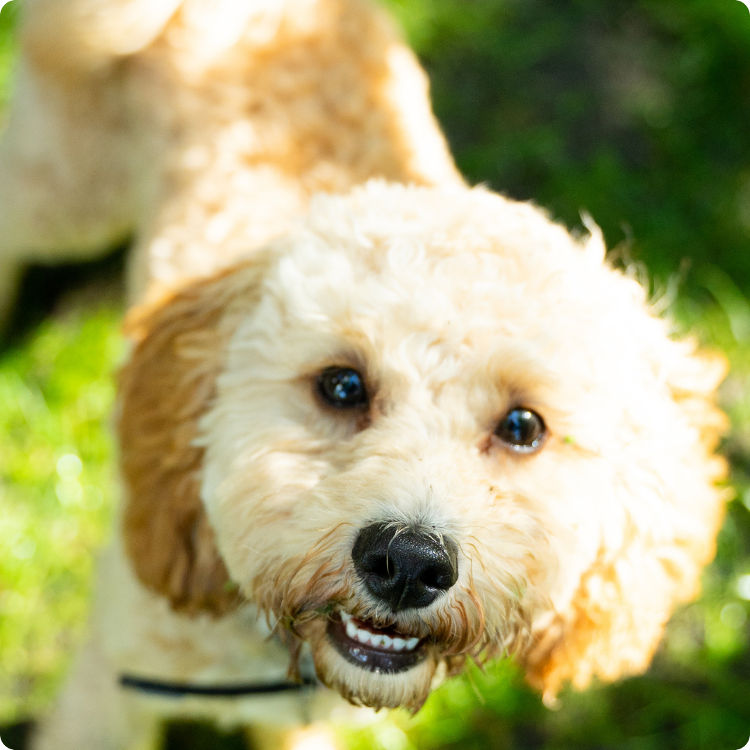 Sådan vælger du det helt rigtige flåtmiddel til din hund