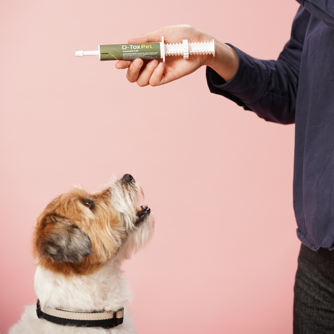D-tox: Hurtig hjælp hvis din hund har spist noget giftigt