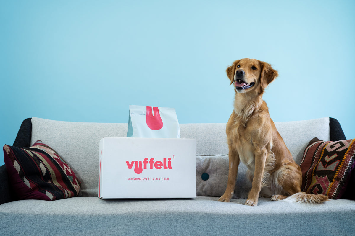 Hvalpe model søges til optagelser for Vuffeli’s nye online univers!