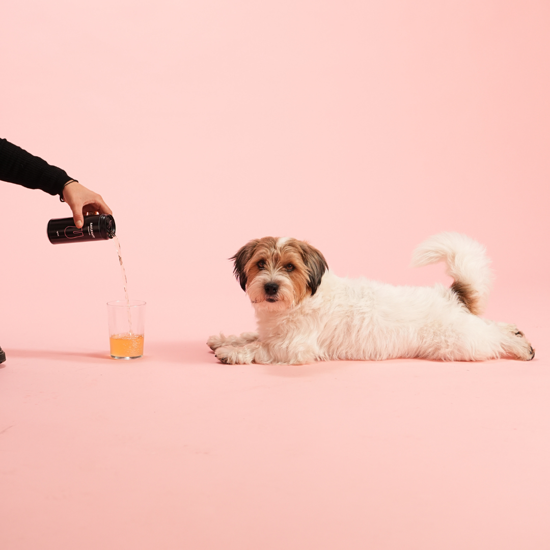 Savlesaft – alkoholfri hundeøl 0,0%