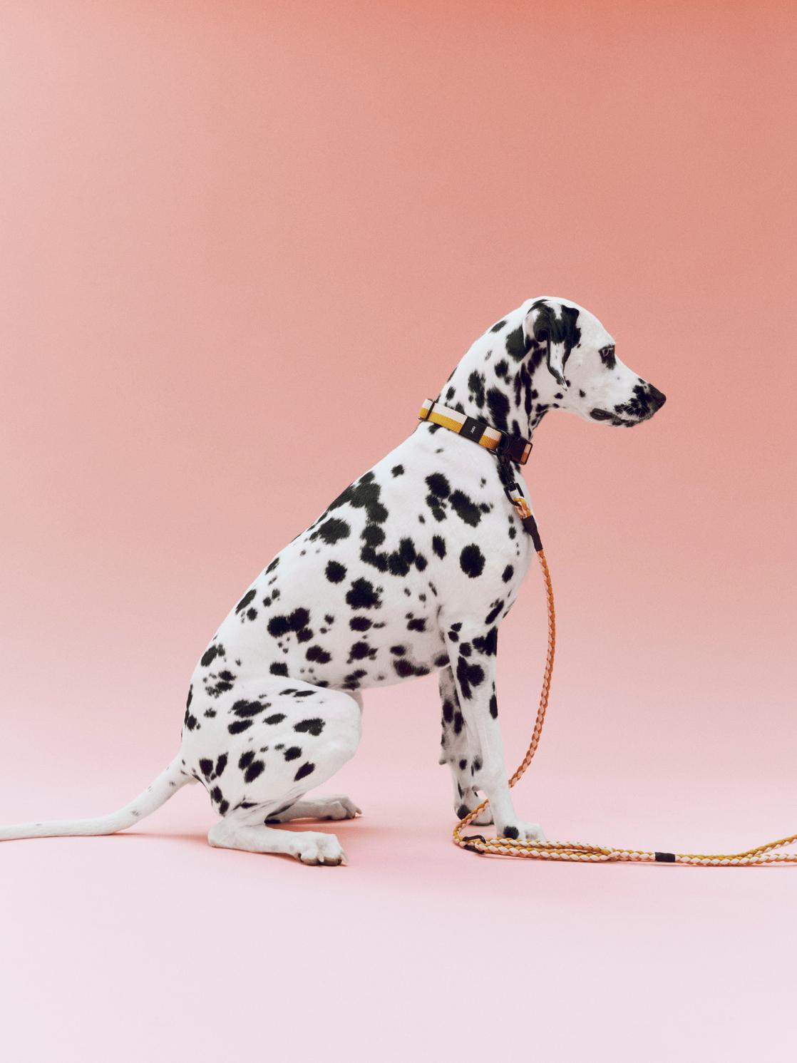 HAY Hundehalsbånd - Okker/Hvid