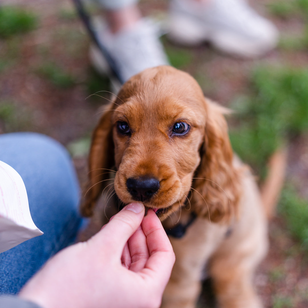 Grain no more: Puppy