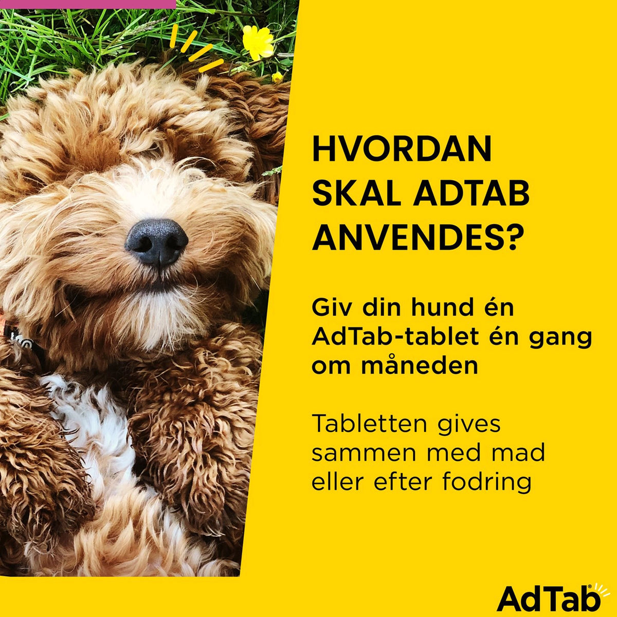 AdTab tyggetabletter til hund 2,5-5,5 kg mod lopper og flåter