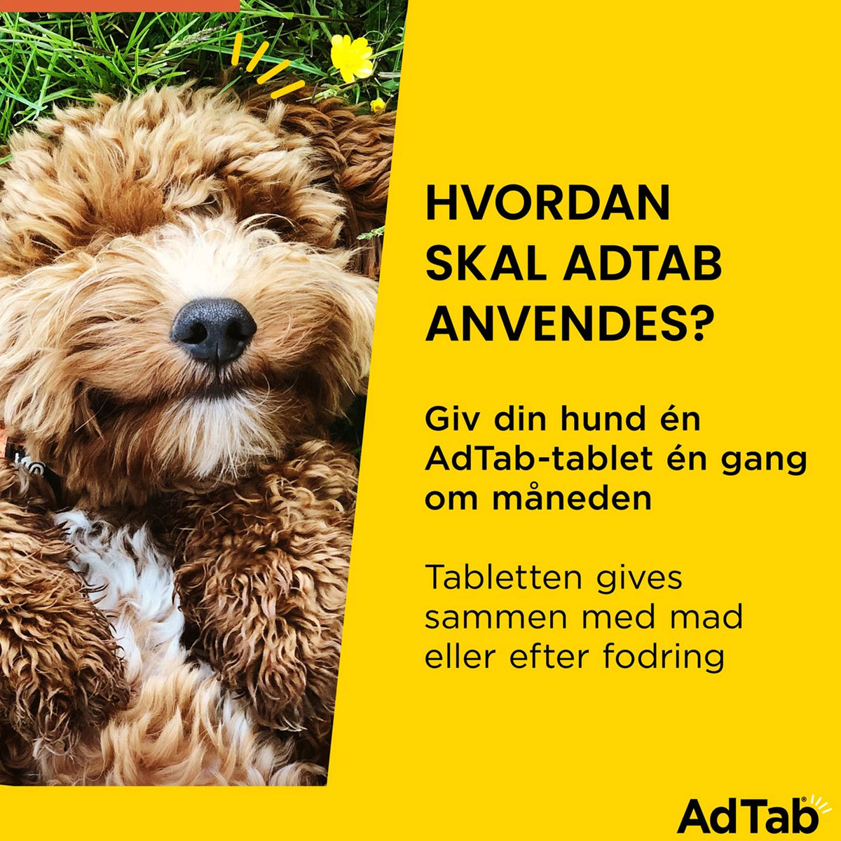 AdTab tyggetabletter til hund 5,5-11 kg mod lopper og flåter