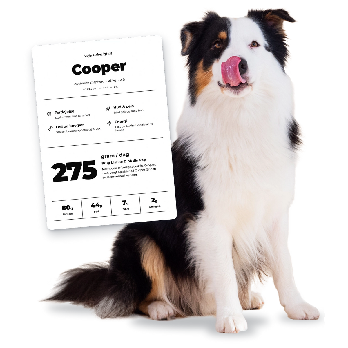Australian shepherd ved siden af sin personlige Vuffeli-foderplan