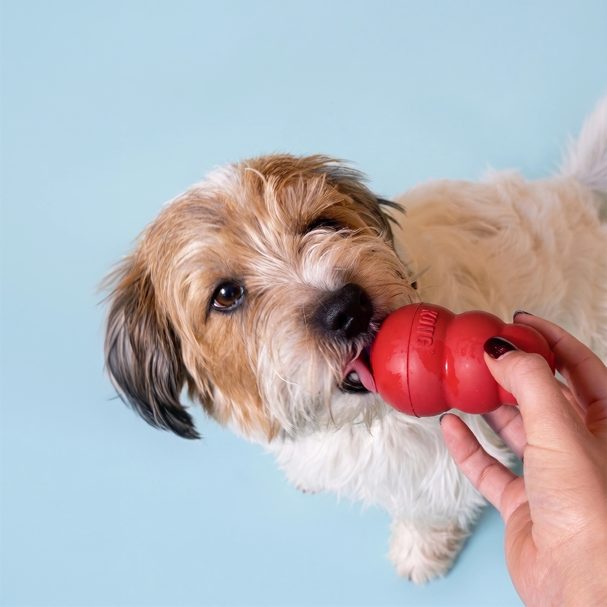 Vådfoder til voksne hunde, 300 g