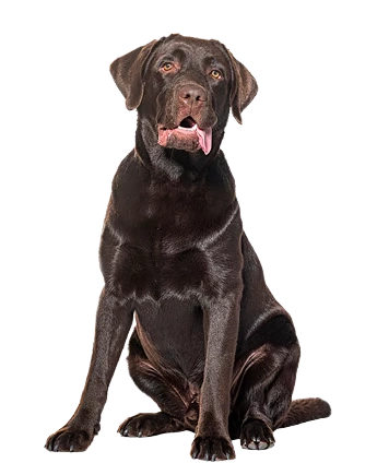 Alfred