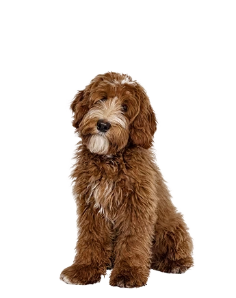 Bertram