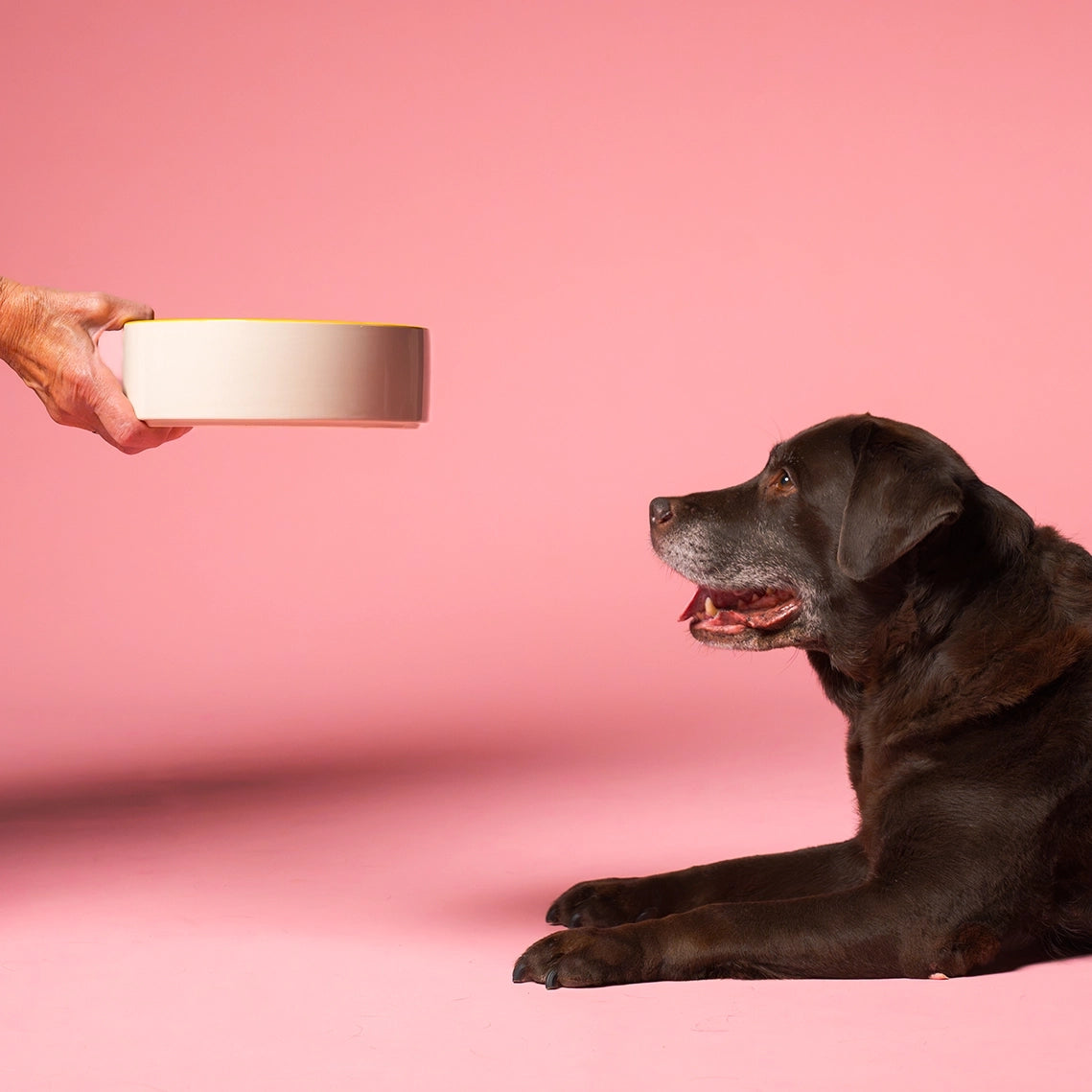Ældre labrador ved navn Luna med grå snude ligger og kigger glad op mod en foderskål, som en hånd rækker frem